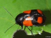 Casebearer Leaf Beetle