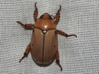 Grapevine Beetle