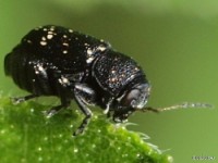 Pachybrachis Leaf Beetle