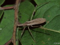 Assassin Bug