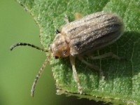 Skeletonizing Leaf Beetle