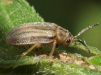 Skeletonizing Leaf Beetle