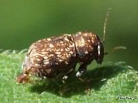 Pachybrachis Leaf Beetle