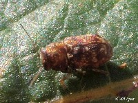 Pachybrachis Leaf Beetle