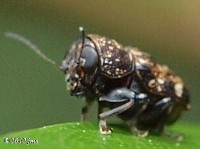 Pachybrachis Leaf Beetle