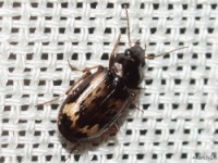 Ground Beetle