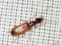 Ground Beetle