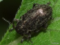 Southern Corn Leaf Beetle