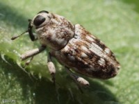 Sunflower Stem Weevil