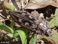 Sculptured Pine Borer Beetle