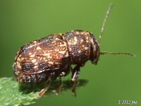 Case-bearing Leaf Beetle