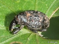 Milkweed Stem Weevil