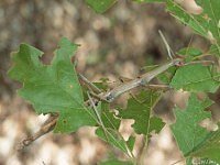 Giant Walkingstick, Female