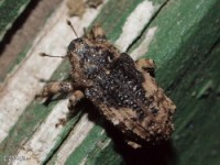 Weevil