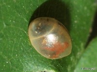 Leaf-footed Bug Egg