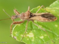 Spined Assassin Bug