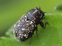 Scriptured Leaf Beetle