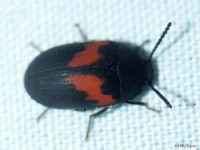 Darkling Beetle