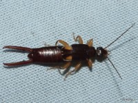 Little Earwig