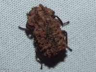 Forked Fungus Beetle