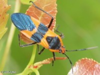 Large Milkweed Bug