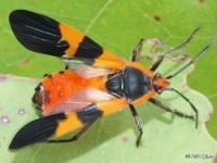 Large Milkweed Bug