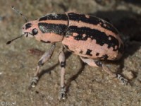 Clown Weevil