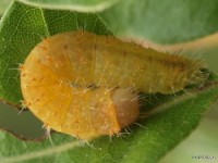 Dagger Moth Caterpillar