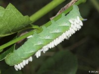 Trumpet Vine Sphinx Moth Caterpillar with Parasitic Wasps