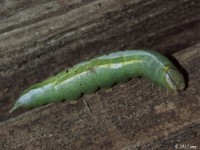 Saddled Prominent Moth Caterpillar