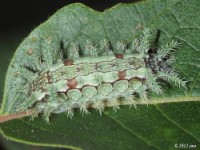 Spiny Oak Slug Moth Caterpillar