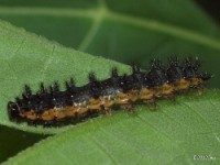 Silvery Checkerspot Butterfly Caterpillar