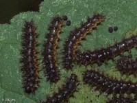 Silvery Checkerspot Butterfly Caterpillar newly hatched