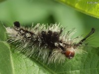 Tussock Moth Caterpillar