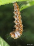 Gulf Fritillary Butterfly Caterpillar ready to pupate