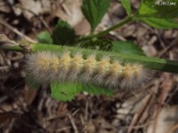 Salt Marsh Moth Caterpillar