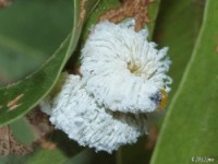 Sawfly Larvae