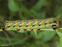 Banded Sphinx Moth Caterpillar