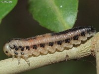 Sawfly Larvae