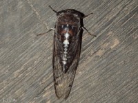 Cicada