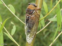 Cicada