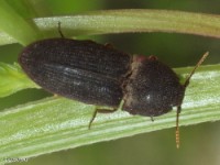 Click Beetle