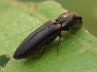 Click Beetle