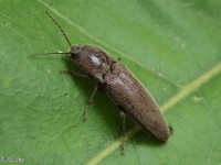 Click Beetle