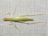 Narrow-winged Tree Cricket