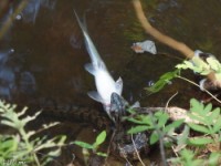 Diamondback Water Snake