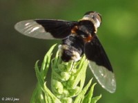 Bee Fly