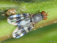 Picture-winged Fly