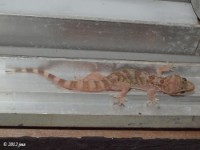 Mediterranean Gecko