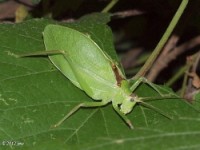 Common True Katydid